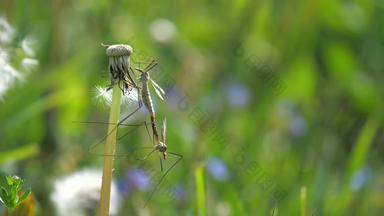 昆虫小鸡沼泽起重机飞小鸡oleracea交配一对蒲公英茎开花细节昆虫性草
